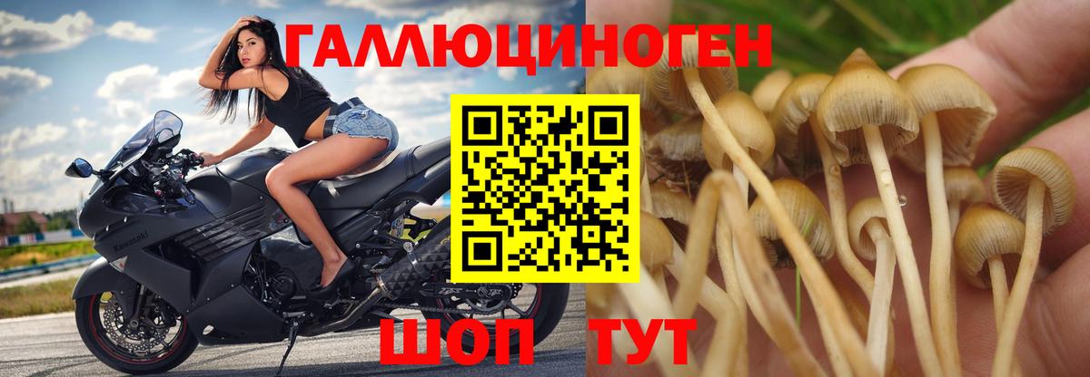 Галлюциногенные грибы прущие грибы  Вход с VPN  Грязи 